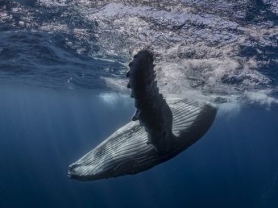 Humpback whale (Megaptera novaeangliae) in the waters of Tonga Humpback whale (Megaptera novaeangliae) in the waters of Tonga