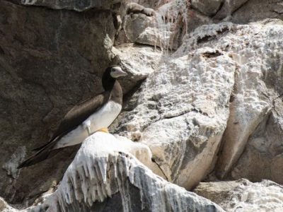 cabo_verde_ferias_em_cabo_verde_na_ilha_brava_baleias_tartarugas_e_o_esplendor_da_natureza_marinha_4 cabo_verde_ferias_em_cabo_verde_na_ilha_brava_baleias_tartarugas_e_o_esplendor_da_natureza_marinha_4