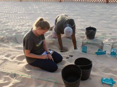 desova_tartarugas_5 desova_tartarugas_5