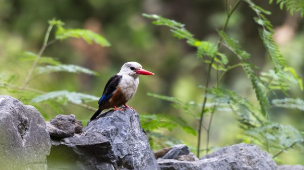 ilha_de_santiago_cabo_verde_4