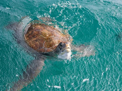 voluntariado_ambiental_em_cabo_verde_1 voluntariado_ambiental_em_cabo_verde_1